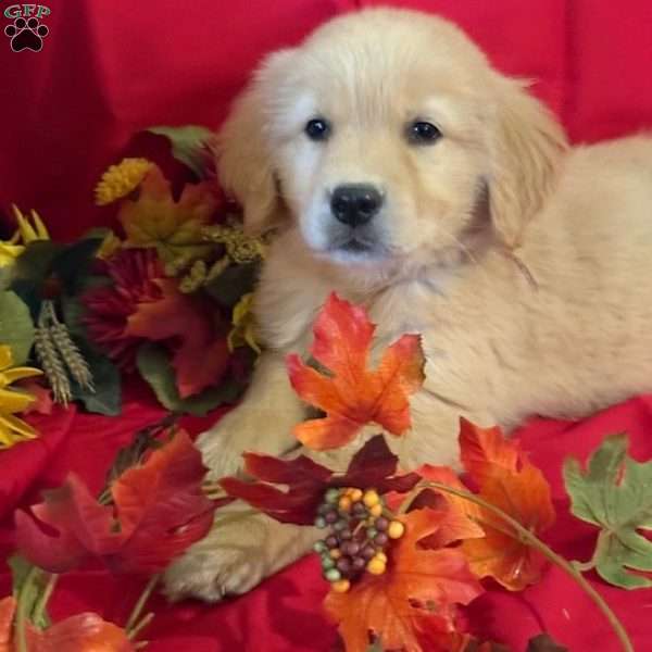 Cindy, Golden Retriever Puppy